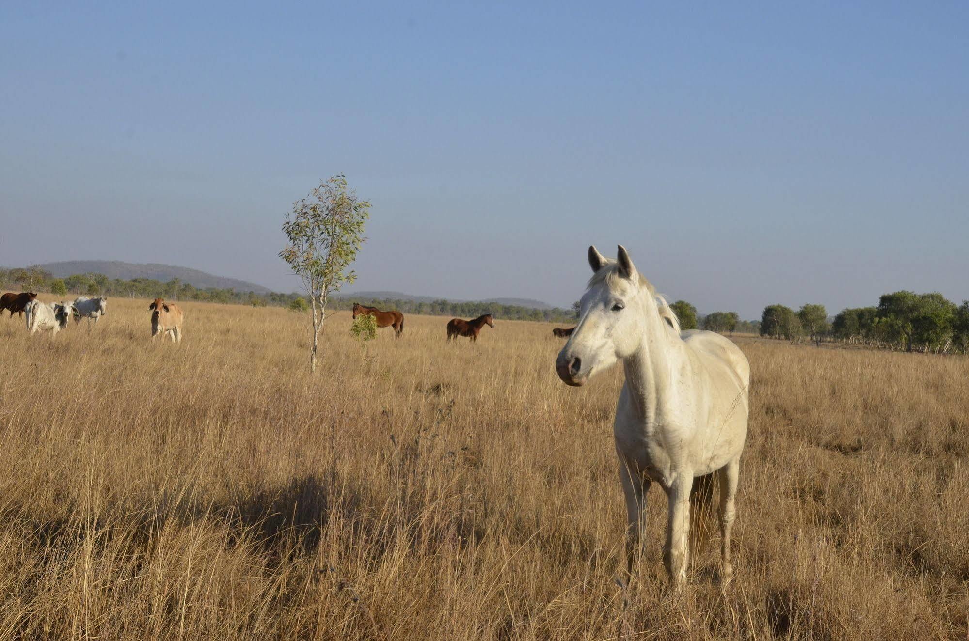 Mt Bundy Station Villa Batchelor Dış mekan fotoğraf